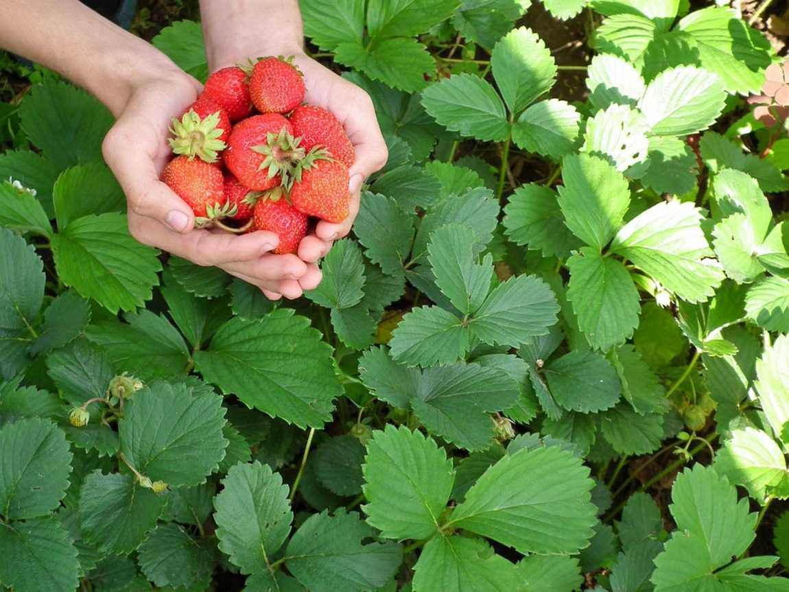 PROLONGING THE STRAWBERRY SEASON: Maintaining Nurturing Relationships with Others and Self through Psychodrama Explorations